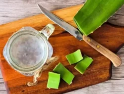 Impikan Bibir Sehat, Ketahui 3 Manfaat Lidah Buaya untuk Kesehatan Bibir