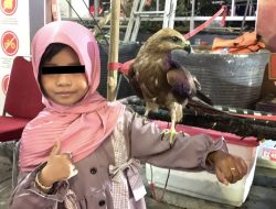 Damkar Pamerkan Satwa Liar Hasil Evakuasi di F8, Ada Burung Elang, Ular, hingga Buaya
