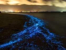 Heboh Pantai Bira Alami Bioluminesensi, Ternyata 5 Tempat di Dunia Ini Bisa Lihat Laut Menyala