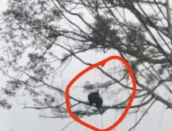 Viral Atlet Paralayang Tersangkut Pohon di Bogor