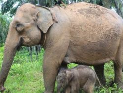 Anak Gajah Betina Lahir dengan Selamat di Kawasan CRU Aceh Barat