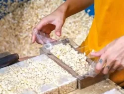 Manfaat Tempe untuk Kesehatan, Kandungan Protein Lebih Tinggi Dibanding Daging Sapi