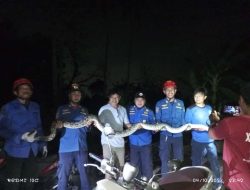Berkeliaran di Permukiman Warga, Animal Rescue Evakuasi Ular Piton Sepanjang 6 Meter