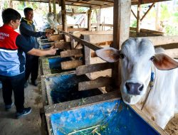Olah Kotoran Sapi Jadi Energi Gratis Ramah Lingkungan