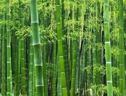 Tanaman Bambu Ternyata Bermanfaat untuk Tangkal Kekeringan, Bisa Menyimpan Air Tanah 240 Persen Lebih Banyak dari Pinus