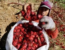 Rosella Dinilai Bermanfaat Turunkan Tekanan Darah