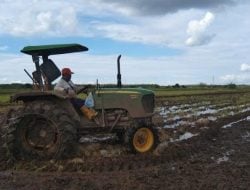 PDB Indonesia Tumbuh 4,94 Persen, BPS: Kontribusi Pertanian Signifikan