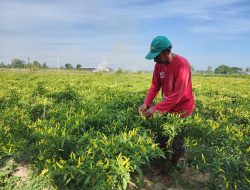 Stabilkan Harga, Kementan Gandeng Petani Champion Guyur Pasokan Cabai ke Pasaran