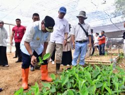 Buka Lapangan Kerja Baru, Warga Mare Dipekerjakan di Sentra Pembibitan Pisang Cavendish Bone