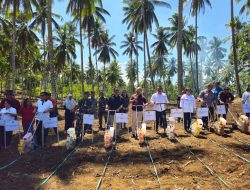 Kementan Manfaatkan Kebun Kelapa Dongkrak Produksi Jagung