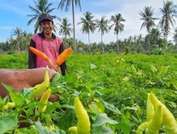 Kesejahteraan Petani Meningkat, BPS Catat NTP Januari Naik 0,43 Persen