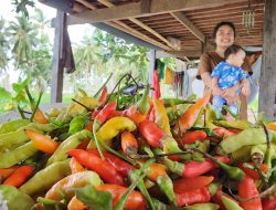 Pantau Produksi Langsung di Lapangan, Kementan Upayakan Harga Cabai di Akhir Tahun Stabil