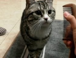 Fenomena Unik Kucing Muntah Saat Mendengar Suara Sisir: Misteri atau Reaksi Alami? Simak Penjelasannya