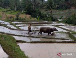 Pengelolaan Irigasi Untuk Sektor Pertanian yang Berkualitas