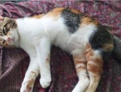 Terjebak di Sumur Warga, Kucing Ini Berhasil Dievakuasi Petugas Damkarmat