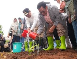 Dukung Program Pj Gubernur Bahtiar, Universitas Swasta Sultanbatara Tanam Pisang Cavendish di Lahan Unibos