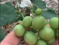 Jangan Pernah Makan Buah Kentang Kalau Tidak Ingin Keracunan