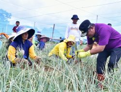 Petani Bawang Enrekang Antusias Bertemu Pj Gubernur Bahtiar, Ajari Cara Panen dan Kisahkan Biaya Kuliah Anak
