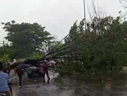2 Mobil Tertimpa Pohon Tumbang Akibat Pohon Tumbang di Makassar