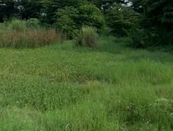 Menengok Kondisi Terkini Stadion Mattoanging, Terbengkalai dan Ditinggali Kecebong