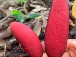 Pria Ingin Konsumsi Tumbuhan Parasit Ini, Pastikan Sudah Punya Istri Jika Tak Ingin Repot Sendiri
