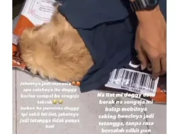 Viral Profesor Tabrak Anjing hingga Tewas, Dipolisikan Mahasiswa