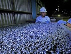 Oversuplai Indonesia Ditengarai Penyebab Anjloknya Harga Nikel, Australia Paling Dirugikan