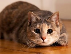 Bahaya! Hindari Pemberian Makanan Berikut Kepada Kucing
