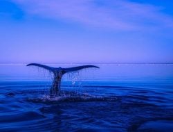 Kisah Whalien 52, Paus Paling Kesepian di Dunia yang Suaranya Tak Didengar Paus Lainnya
