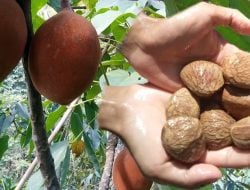 Buah Beracun Mengandung Sianida Ini Jadi Rempah Utama Kuliner Khas Sulsel
