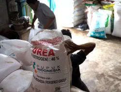 Atasi Kekurangan Pupuk, Kementan Tambah Anggaran Pupuk Subsidi Rp14 Triliun pada 2024