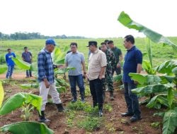 Empat Bulan Lagi Pisang Cavendish di Mare Bone Siap Panen