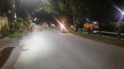 BERKELIARAN BEBAS. Sapi berkeliaran di permukiman warga di Jl Inspeksi Kanal, Kelurahan Pampang, Kecamatan Panakkukang, baru-baru ini. Pemilik sengaja melepas ternaknya mencari makan sendiri di lingkungan warga.(RIDWAN/FAJAR)