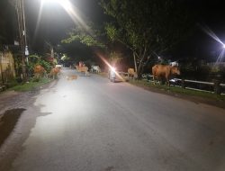 Ternak Liar Bahayakan Pengendara di Makassar, Belum Tegas Tegakkan Perda