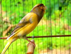 Main Burung Ternyata Baik untuk Kesehatan Mental