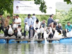 Kunjungan Kerja Pj Gubernur Bahtiar, 200 Ribu Benih Ikan Nila Ditebar di Barru