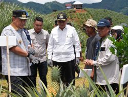 Setelah Pisang, Pj Gubernur Bahtiar Target Sulsel Jadi Penghasil Nanas 