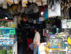 Menengok Pasar Ikan Hias di Makassar, Jualan Sama, Masing-masing Ada Rezekinya