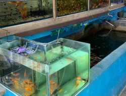 Tidak Hanya Pejabat, Ikan Hias Digemari Semua Kalangan