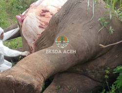 Dua Gajah di Aceh Mati Tersengat Listrik Sebulan Terakhir 