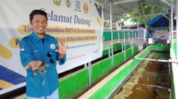 Mengintip Budidaya Lobster di Desa Pacellekang, Libatkan 30 KK Warga Desa