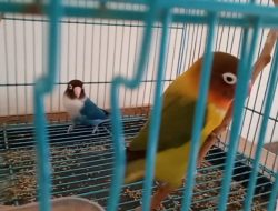 Lovebird Terlaris, Murai Batu Termahal