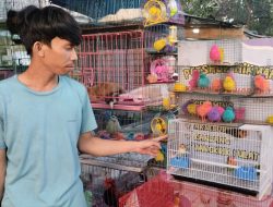 Suara Alam, Cerita Penjual Burung dan Kecintaannya pada Hewan