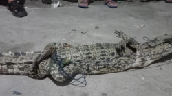Buaya muara yang berhasil dievakuasi oleh tim Damkarmat Lampung Selatan dan warga setempat di Desa Ketapang, Kecamatan Ketapang. (ANTARA/HO/Damkarmat Lamsel)