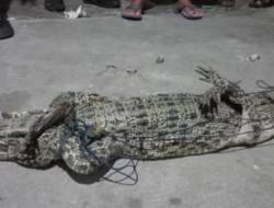 Evakuasi Buaya 1,5 Meter yang Resahkan Warga