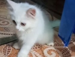 10 Cara Agar Anabul Nurut, Nomor 5 Paling Penting