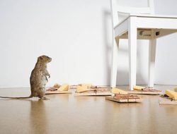 Tamu Tak Diundang, Begini Cara Membasmi Tikus di Rumah