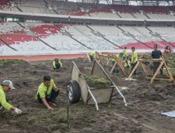 Revitalisasi Rumput GBK Dapat Banyak Sorotan, Netizen: Primitif Banget