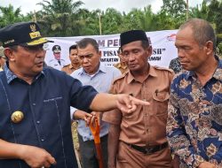 Menanam Pisang Cavendish Makin Diminati Warga Sulbar, Pj Bahtiar Hadiri Tanam Pisang di Pasangkayu
