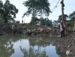 50 Ribu Ekor Nila Telah Disemai di Kolam Ikan Pemprov Sulbar
